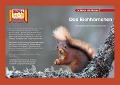 Kamishibai: Das Eichhörnchen - Insa Janssen