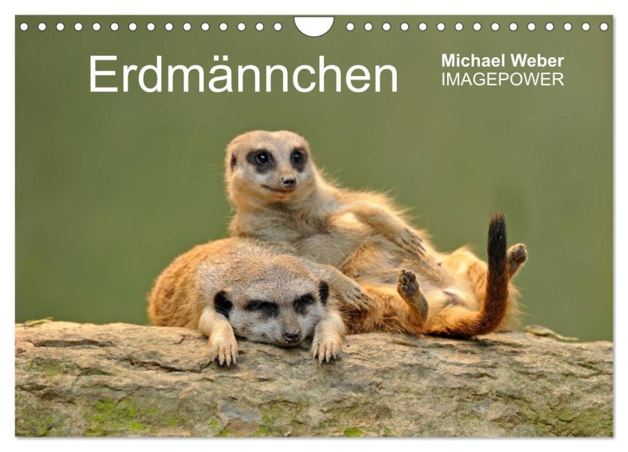 Erdmännchen - Tierkinder (Wandkalender 2026 DIN A4 quer), CALVENDO Monatskalender - Michael Weber
