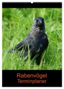 Cover-Bild zum Titel 'Rabenvögel Terminplaner (Wandkalender 2026 DIN A2 hoch), CALVENDO Monatskalender' von 'Kattobello Kattobello'