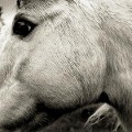 Cover-Bild zum Titel 'Bonny Light Horseman' von 'Bonny Light Horseman'