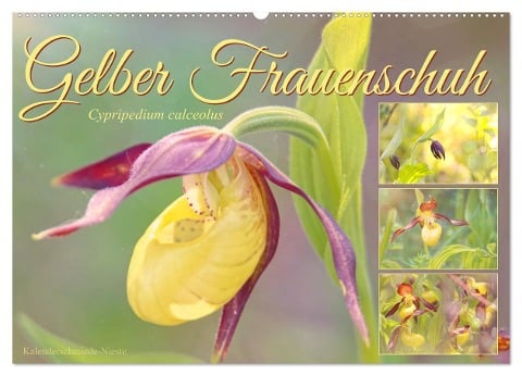 Gelber Frauenschuh (Wandkalender 2025 DIN A2 quer), CALVENDO Monatskalender - Sabine Löwer