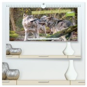 Wolf - wild und schön (hochwertiger Premium Wandkalender 2026 DIN A2 quer), Kunstdruck in Hochglanz - Tanja Riedel