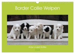 Cover-Bild zum Titel 'Border Collie Welpen (Wandkalender 2026 DIN A3 quer), CALVENDO Monatskalender' von 'Antje Lindert-Rottke'