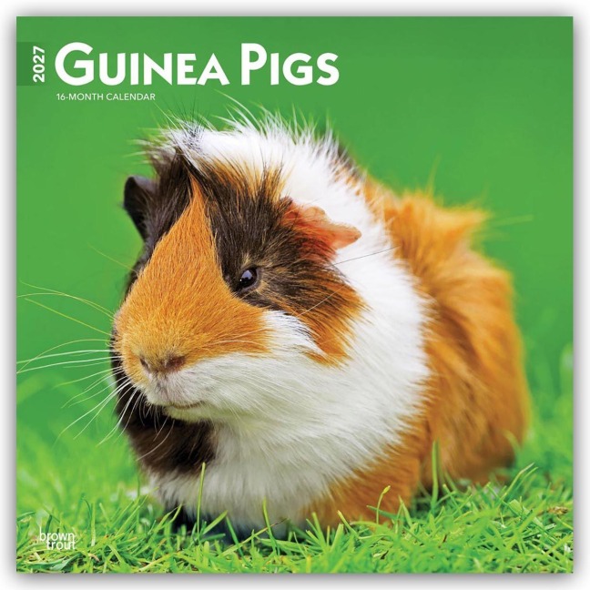 Guinea Pigs - Meerschweinschen 2027 - 16-Monatskalender - Browntrout Publishers