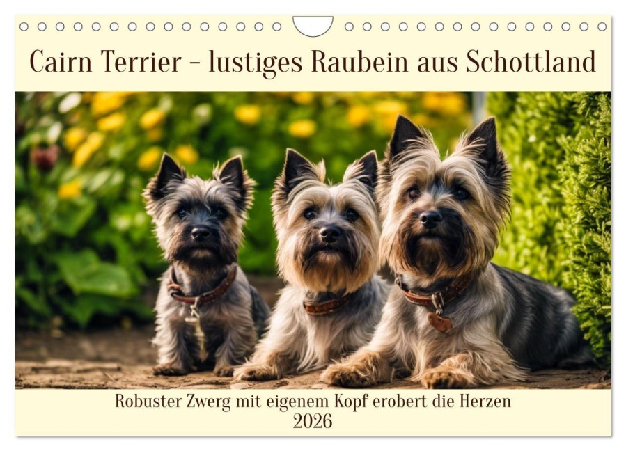 Cairn Terrier - lustiges Raubein aus Schottland (Wandkalender 2026 DIN A4 quer), CALVENDO Monatskalender - Claudia Kleemann