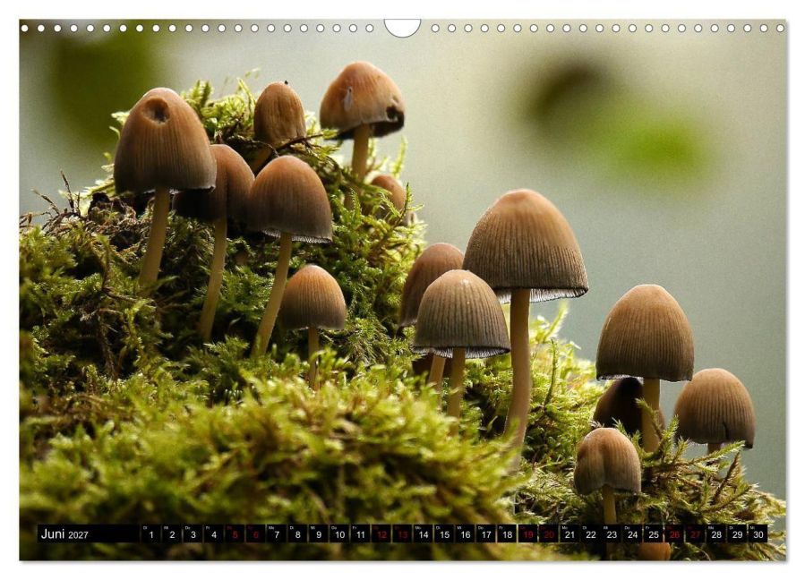 InsideView 11