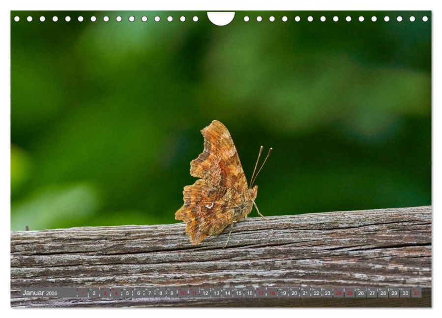 InsideView 6