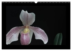 Cover-Bild zum Titel 'Frauenschuhe - die schönsten Orchideen der Welt (Wandkalender 2026 DIN A3 quer), CALVENDO Monatskalender' von 'Holger Rochow'