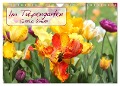 Im Tulpengarten (Wandkalender 2025 DIN A4 quer), CALVENDO Monatskalender - Gisela Kruse
