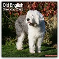 Old English Sheepdog - Bobtails 2025 - 16-Monatskalender - Avonside Publishing Ltd