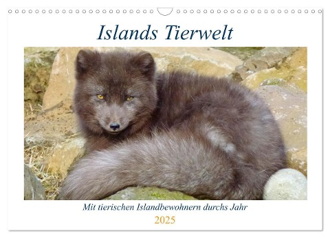 Islands Tierwelt - Mit tierischen Inselbewohnern durchs Jahr (Wandkalender 2025 DIN A3 quer), CALVENDO Monatskalender - Patrick Dehnhardt