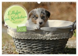 Lillyfee und ein Körbchen voller Glück (Wandkalender 2026 DIN A3 quer), CALVENDO Monatskalender - Hundefotografie Beatrice Müller