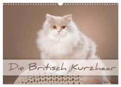 Die Britisch Kurzhaar (Wandkalender 2026 DIN A3 quer), CALVENDO Monatskalender - Trio Bildarchiv