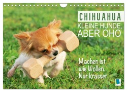 Cover-Bild zum Titel 'Chihuahua: Kleine Hunde, aber oho (Wandkalender 2026 DIN A4 quer), CALVENDO Monatskalender' von 'Calvendo Calvendo'