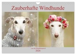 Zauberhafte Windhunde (Wandkalender 2026 DIN A4 quer), CALVENDO Monatskalender - Kathrin Köntopp