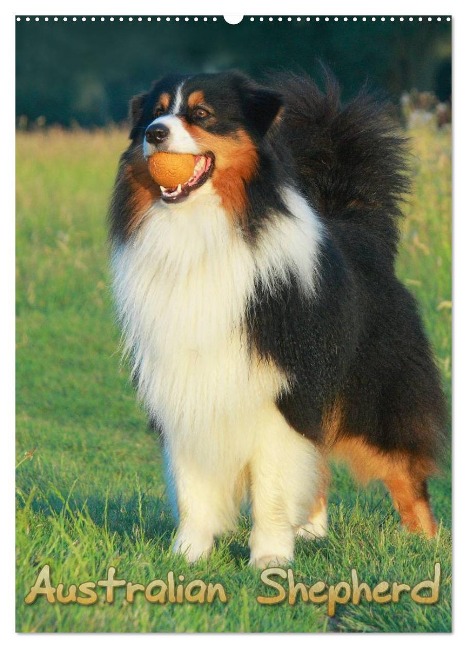Australian Shepherd (Wandkalender 2025 DIN A2 hoch), CALVENDO Monatskalender - Barbara Mielewczyk