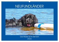 Cover-Bild zum Titel 'Neufundländer - Das Wasser ist ihr Element (Wandkalender 2026 DIN A2 quer), CALVENDO Monatskalender' von 'Sigrid Starick'
