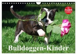 Cover-Bild zum Titel 'Bulldoggen-Kinder (Wandkalender 2026 DIN A4 quer), CALVENDO Monatskalender' von 'Elisabeth Stanzer'