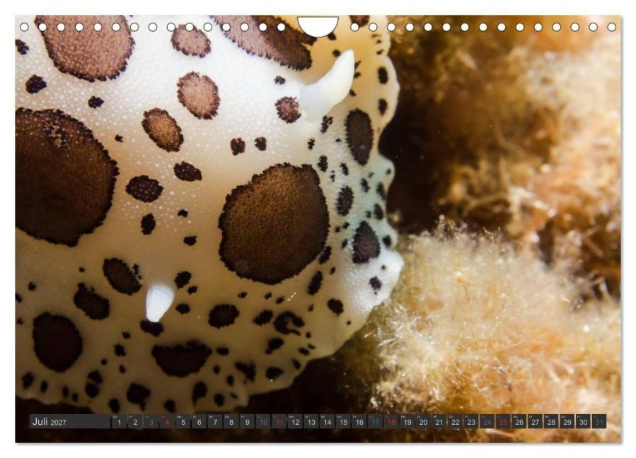 InsideView 12