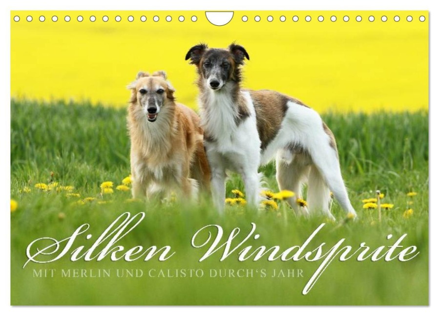 Silken Windsprite - Mit Merlin und Calisto durch¿s Jahr 2026 (Wandkalender 2026 DIN A4 quer), CALVENDO Monatskalender - Maike Müller - Goldenmerlo. De