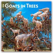 Goats in Trees - Ziegen in Bäumen 2026 - 16-Monatskalender - Browntrout Publishers