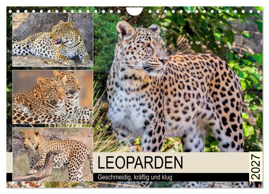 Leoparden. Geschmeidig, kräftig und klug (Wandkalender 2027 DIN A4 quer), CALVENDO Monatskalender - Rose Hurley
