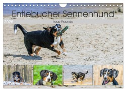 Cover-Bild zum Titel 'Entlebucher Sennenhund - treue Freunde (Wandkalender 2026 DIN A4 quer), CALVENDO Monatskalender' von 'SchnelleWelten SchnelleWelten'