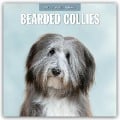 Bearded Collies - Bearded Collie 2025 - 16-Monatskalender - 