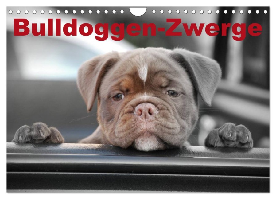 Bulldoggen-Zwerge (Wandkalender 2026 DIN A4 quer), CALVENDO Monatskalender - Elisabeth Stanzer