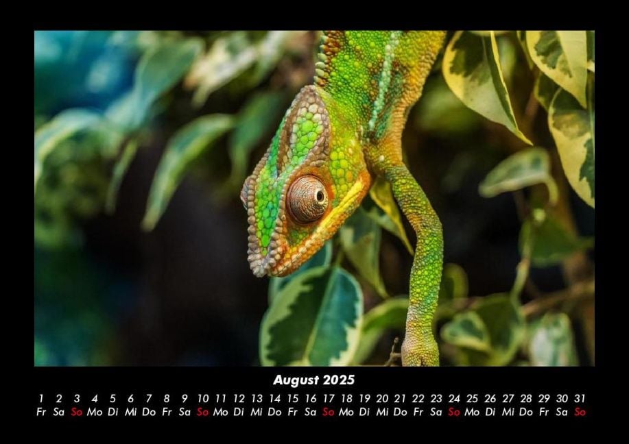 InsideView 12