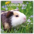 Guinea Pigs - Meerschweinchen 2025 - 16-Monatskalender - Robin Red