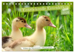 Cover-Bild zum Titel 'Entzückende Entenküken (Tischkalender 2026 DIN A5 quer), CALVENDO Monatskalender' von 'Sabine Löwer'