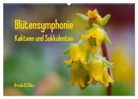 Blütensymphonie - Kakteen und Sukkulenten (Wandkalender 2024 DIN A2 quer), CALVENDO Monatskalender - Ursula Di Chito