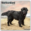 Newfoundland - Neufundländer 2025 - 16-Monatskalender - Avonside Publishing Ltd