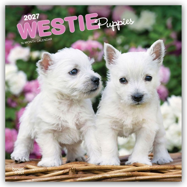 West Highland White Terrier Puppies - Westie Puppies - West Highland White Terrier Welpen - Westie Welpen 2027 - 16-Monatskalender - Browntrout Publishers