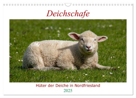 Deichschafe - Hüter der Deiche in Nordfriesland (Wandkalender 2025 DIN A3 quer), CALVENDO Monatskalender - Manuela Falke