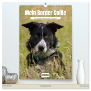 Mein Border Collie (hochwertiger Premium Wandkalender 2026 DIN A2 hoch), Kunstdruck in Hochglanz - Sabine Löwer