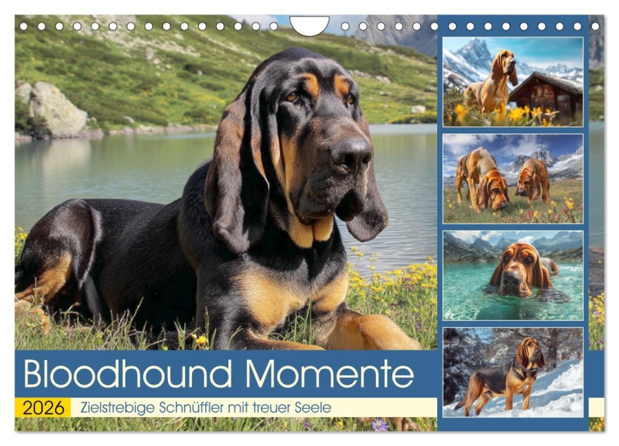 Bloodhound Momente. Zielstrebige Schnüffler mit treuer Seele (Wandkalender 2026 DIN A4 quer), CALVENDO Monatskalender - Rose Hurley