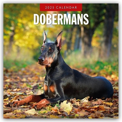 Dobermans - Dobermann 2025 - 16-Monatskalender - 