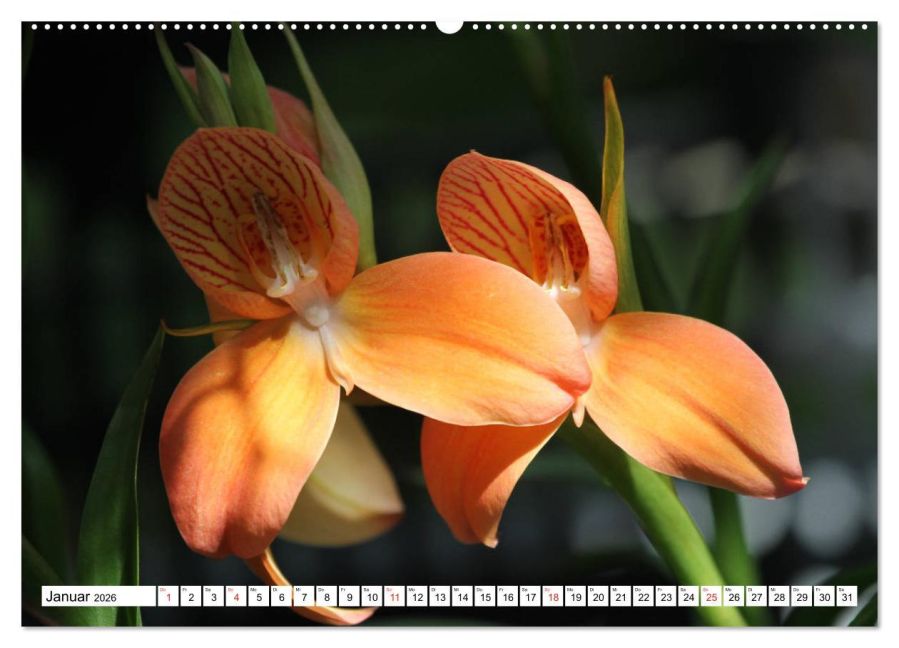 InsideView 6
