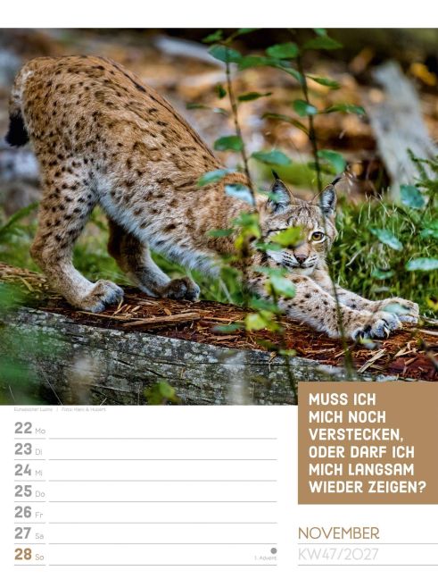 InsideView 51