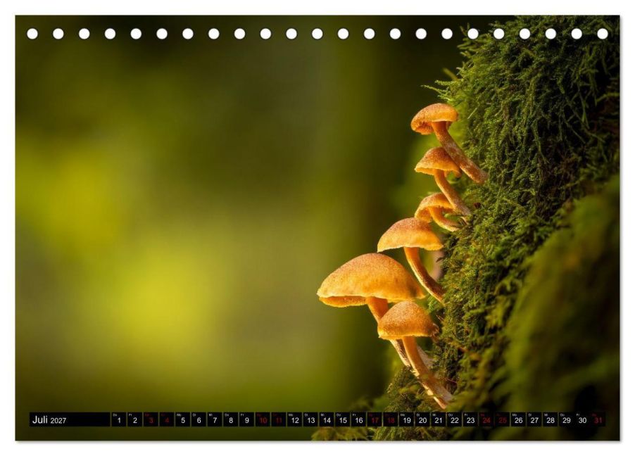InsideView 12