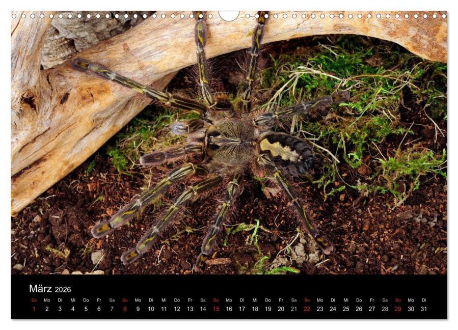 InsideView 8