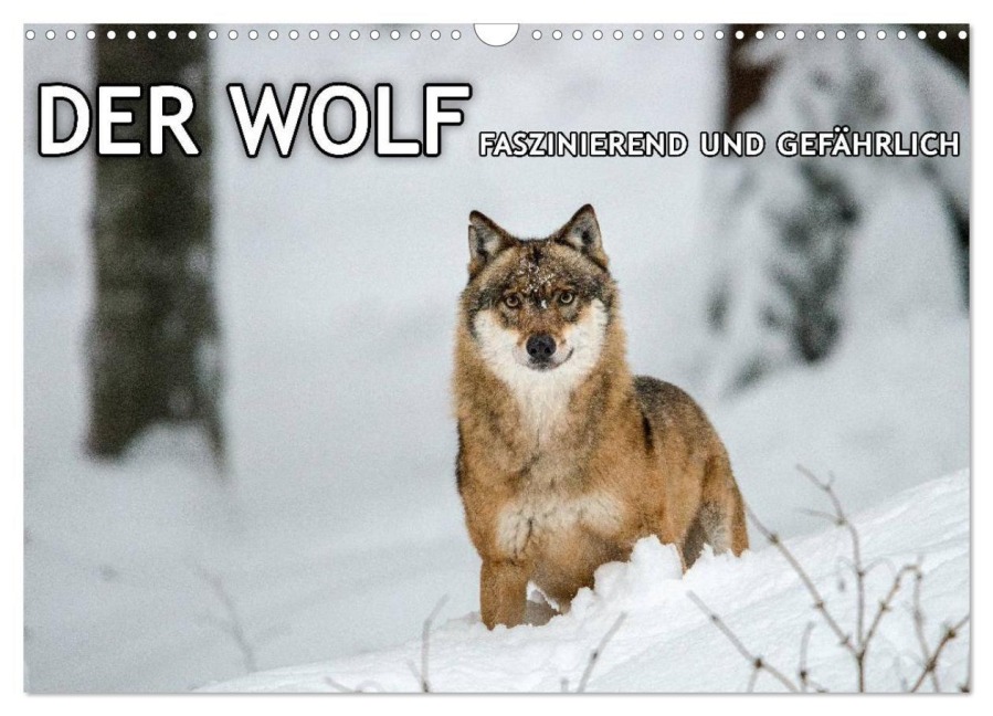 DER WOLF - faszinierend und gefährlich (Wandkalender 2027 DIN A3 quer), CALVENDO Monatskalender - Christian Haidl - www. chphotography. de