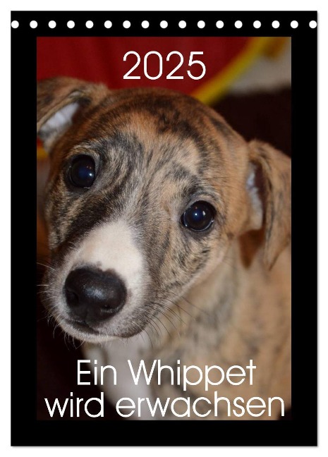 Ein Whippet wird erwachsen (Tischkalender 2025 DIN A5 hoch), CALVENDO Monatskalender - Ula Redl