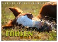 Fohlen - das Leben ist schön (Tischkalender 2025 DIN A5 quer), CALVENDO Monatskalender - Renate Utz