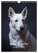Cover-Bild zum Titel 'Treue Wegbegleiter, Hunde im Portrait. (Wandkalender 2026 DIN A4 hoch), CALVENDO Monatskalender' von 'Susanne Stark'