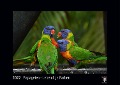 Papageien - Lebendige Farben 2022 - Black Edition - Timokrates Kalender, Wandkalender, Bildkalender - DIN A3 (42 x 30 cm) - 