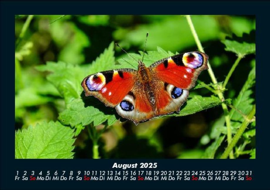 InsideView 12
