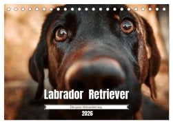 Verzauberung Labrador Retriever 2026 (Tischkalender 2026 DIN A5 quer), CALVENDO Monatskalender - Sensiebelfotografie Saskia Katharina Siebel